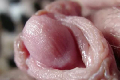 Большой клитор